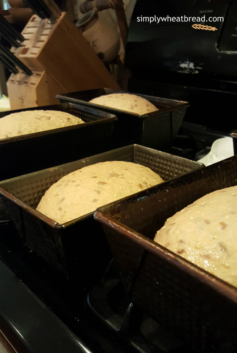 Multigrain Whole Wheat Bread Recipe Hearty and So Yummy!